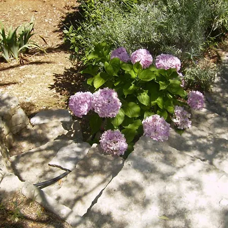 Apartman Vlado Milna (Brac)
